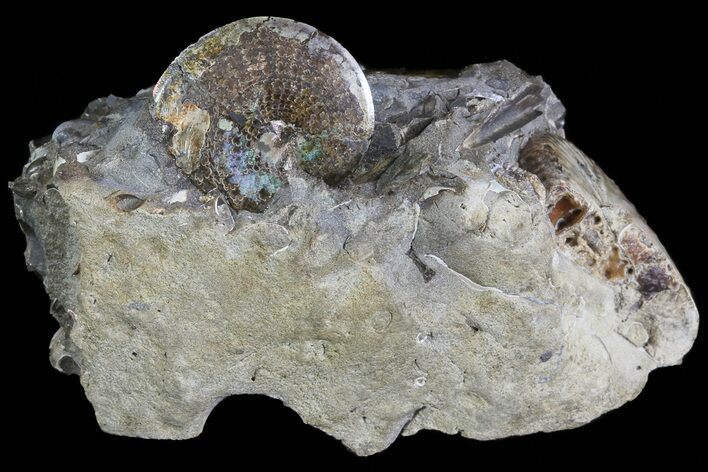 Iridescent Discoscaphites Ammonite - South Dakota #73863